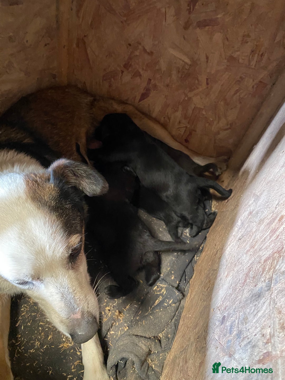 Mixed Breed dogs for sale: Welsh collie x red fox Labrador - Image 10