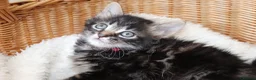 Mixed Breed cats for sale: Tabby Kittens  - Advert 22