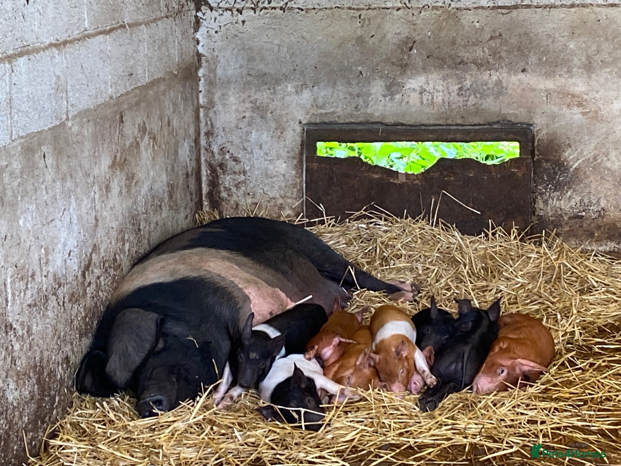 Pig livestock Saddleback x Tamworth Weaners  - Advert 3