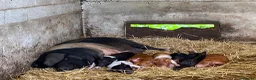 Pig livestock for sale: Saddleback x Tamworth Weaners  - Advert 1