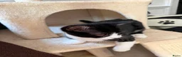 Domestic Shorthair cats for adoption: Little Betsy needs a loving forever home! - Advert 3