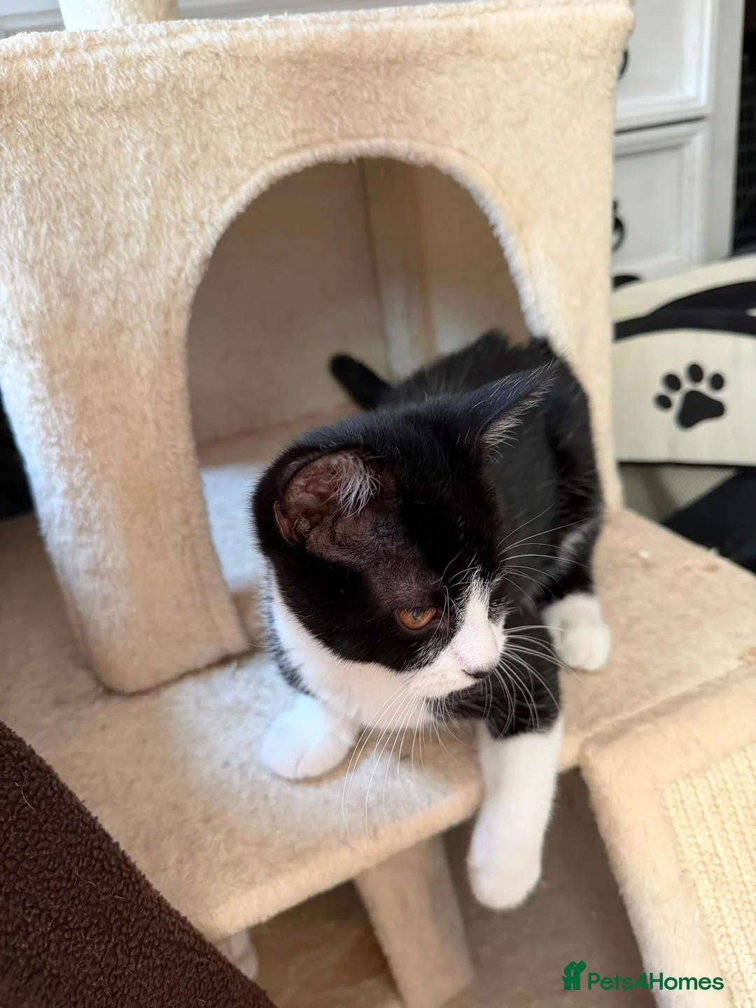 Domestic Shorthair cats for adoption: Little Betsy needs a loving forever home! - Advert 3