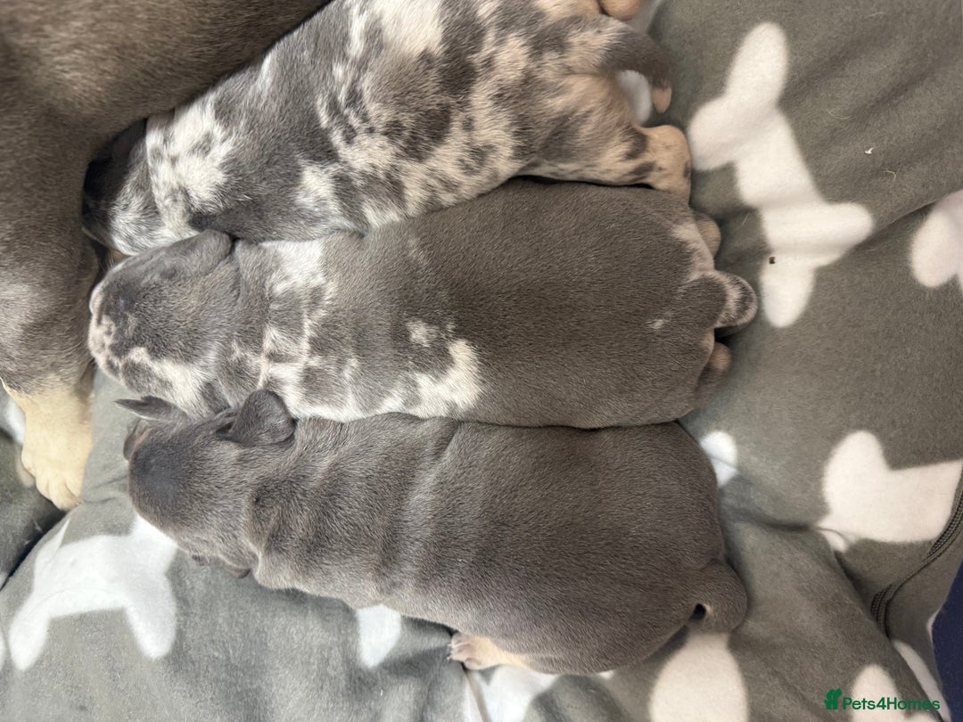 Mixed Breed dogs for sale: French bulldog cross pocket bully puppies  - Image 14