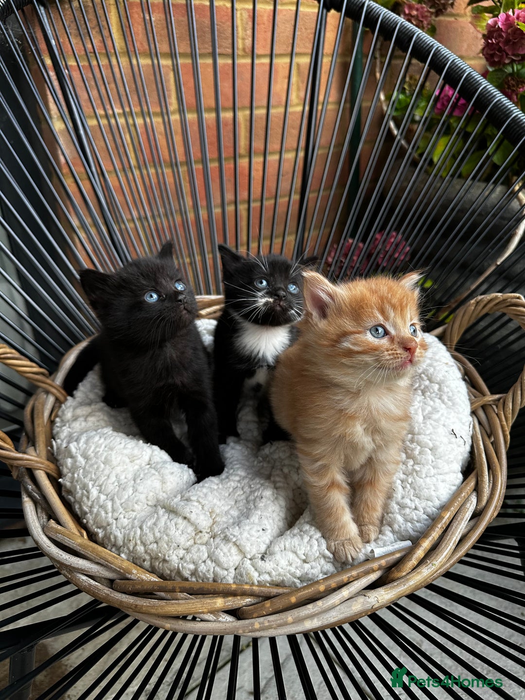 Mixed Breed cats for sale: Little hairballs  - Image 4