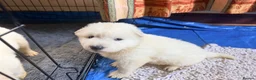 White Swiss Shepherd dogs for sale: White Swiss Shepherd Puppies 🐶 3 BOYS / 3 GIRLS - Advert 2