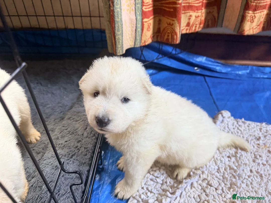 White Swiss Shepherd dogs for sale: White Swiss Shepherd Puppies 🐶 3 BOYS / 3 GIRLS - Advert 2