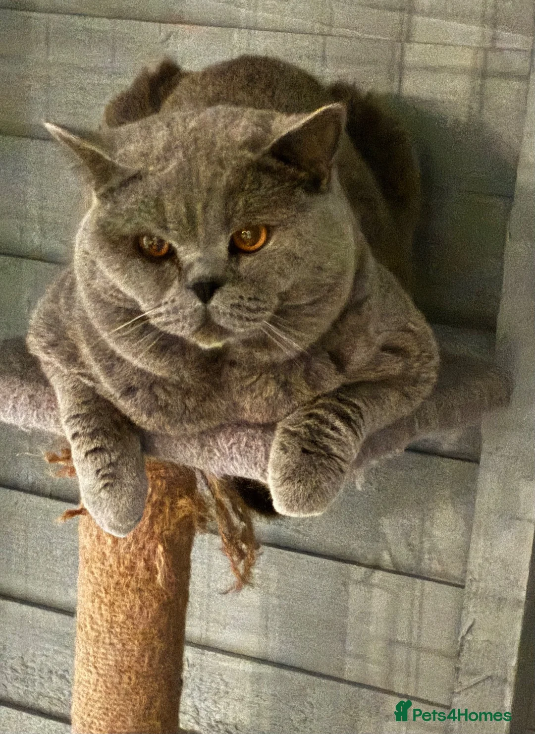 British Shorthair cats for stud: 💙🔥 GCCF BLUE STUD EAST MIDLANDS  - Advert 2