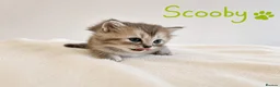 Persian cats for sale: Absolutely beautiful Persian/ragdoll Kittens - Advert 32