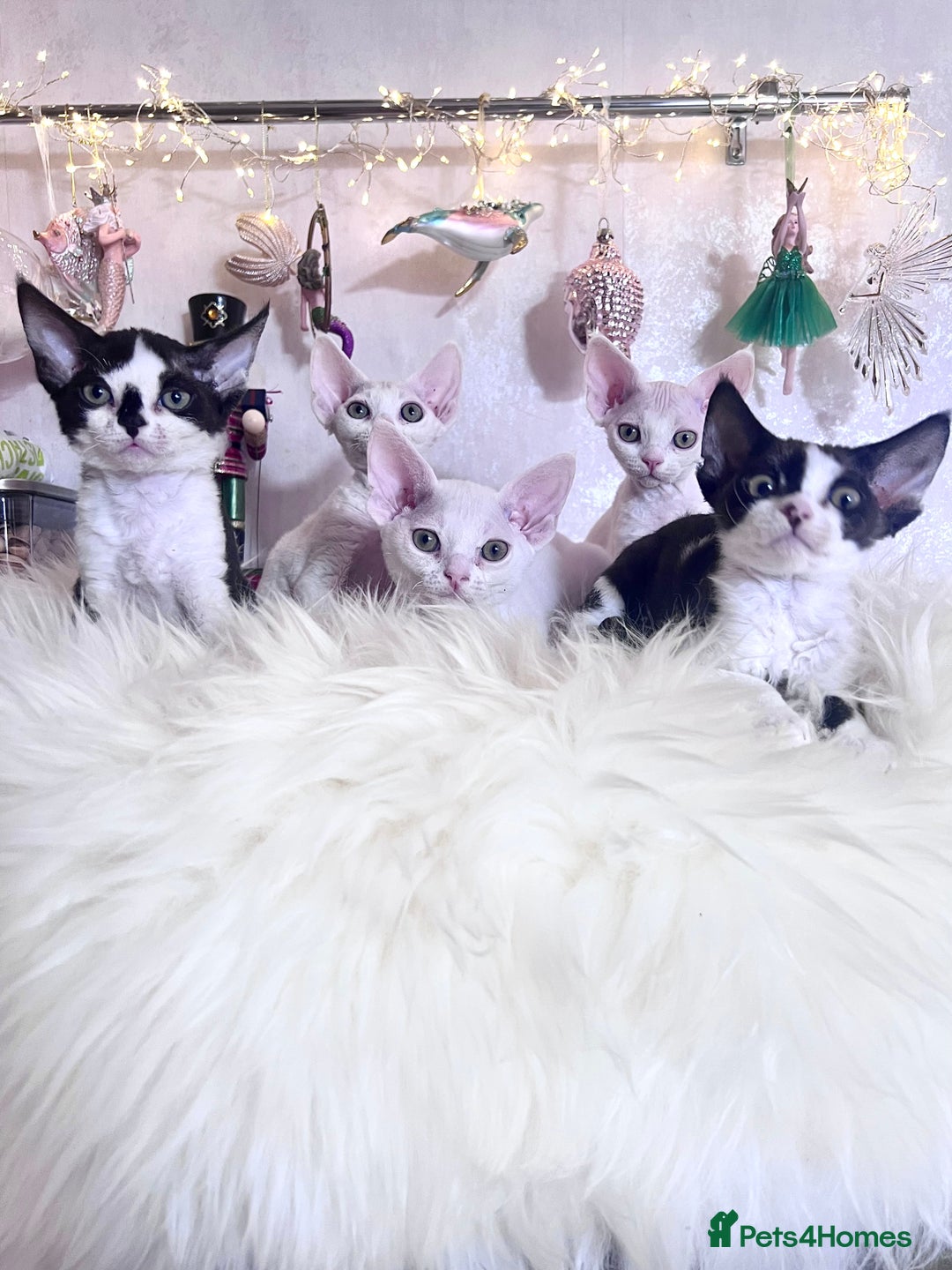 Devon Rex cats for sale: ❤️❤️❤️Beautiful Devon Rex kittens! ❤️❤️ - Advert 3