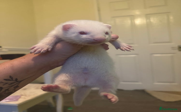 Ferret rodents - Advert 8