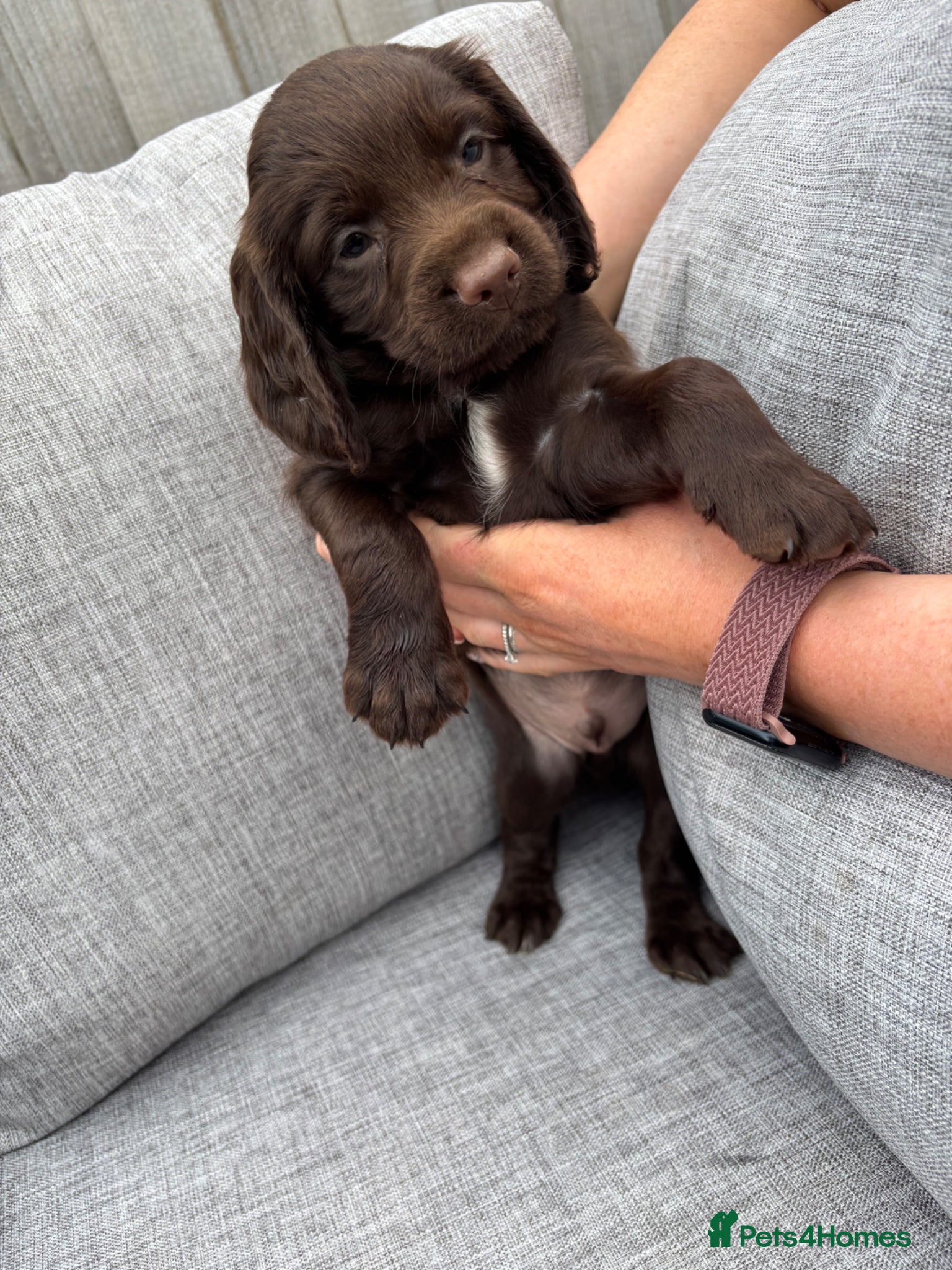 Cocker Spaniel dogs Working cocker spaniel pups - Advert 2