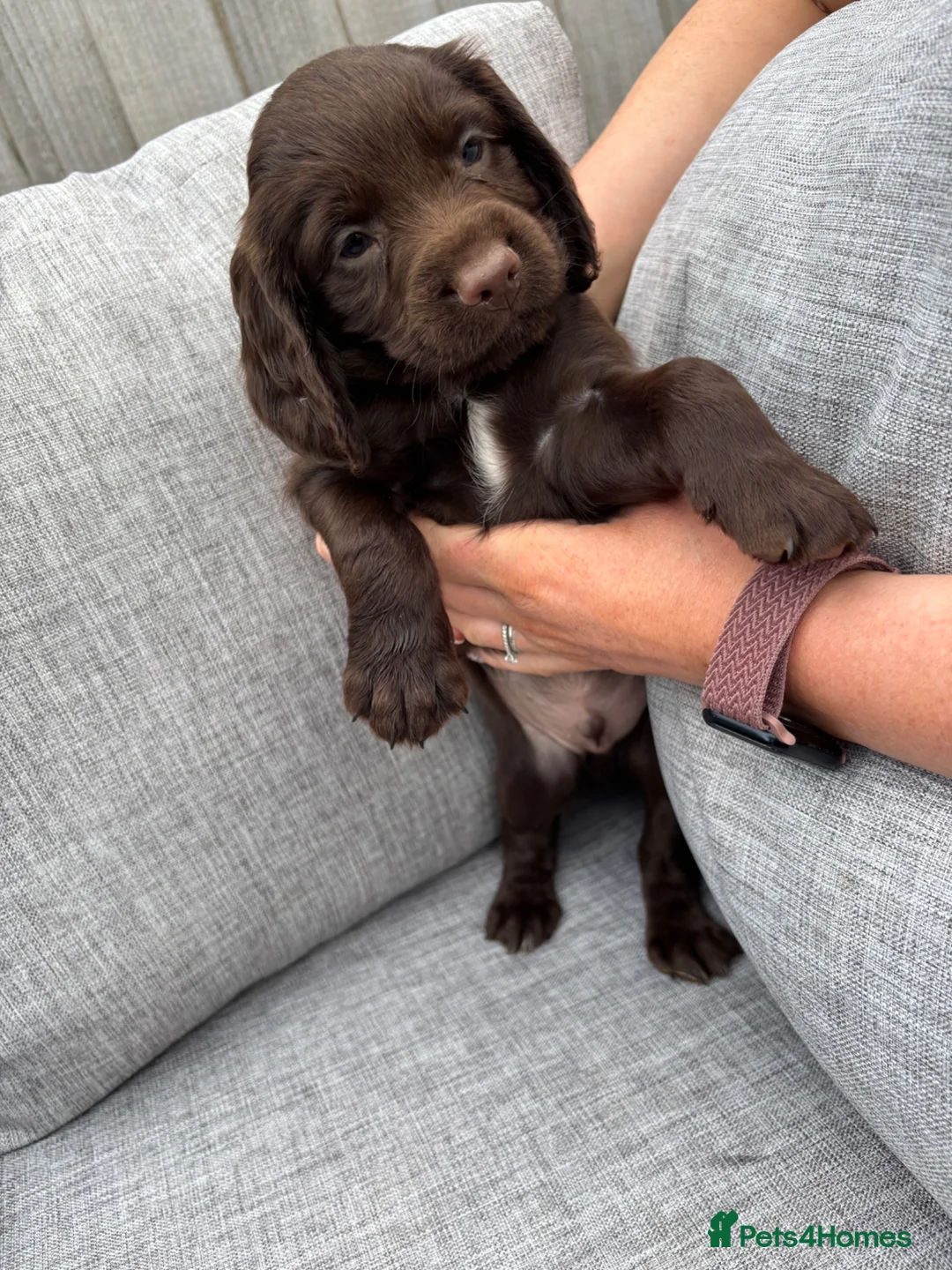 Cocker Spaniel dogs for sale: Working cocker spaniel pups - Advert 2