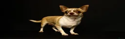 Chihuahua dogs for sale: Chihuahua girls, apple heads and short faces  - Advert 11