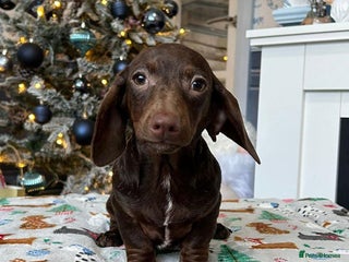 Dachshund dogs kc REG PRA CLR miniature dachshunds - Advert 14