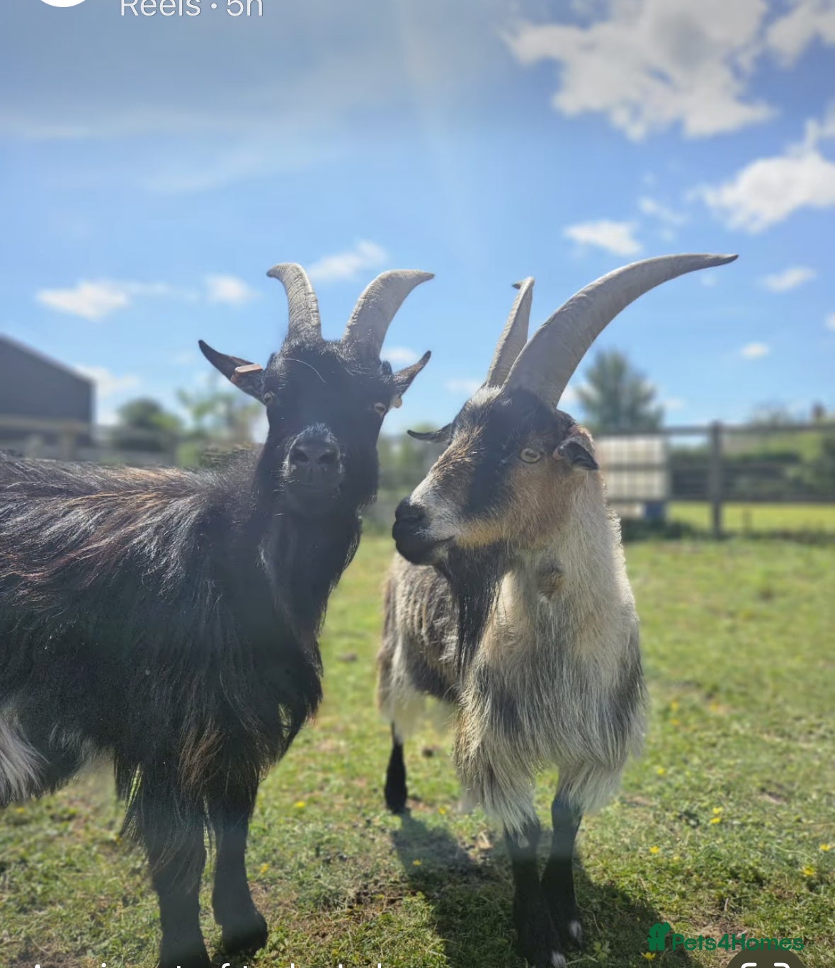 Goats livestock TWO GREAT PYGMY GOAT WETHERS  - Advert 7