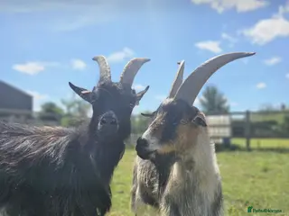 Goats livestock TWO GREAT PYGMY GOAT WETHERS - Advert 3
