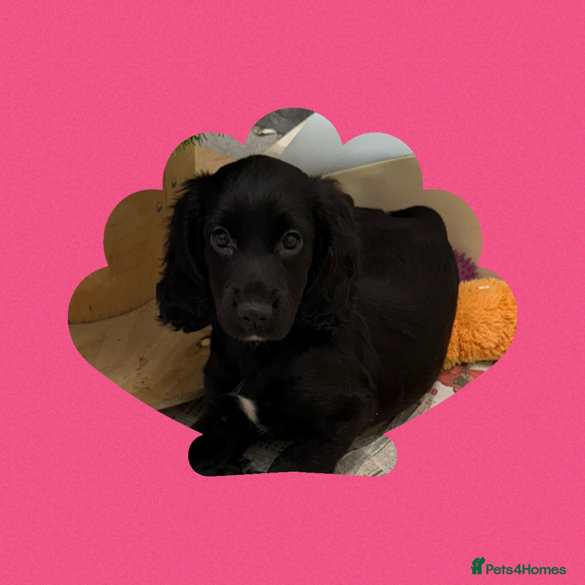 Cocker Spaniel dogs KC Registered Working Cocker Spaniels - Advert 2