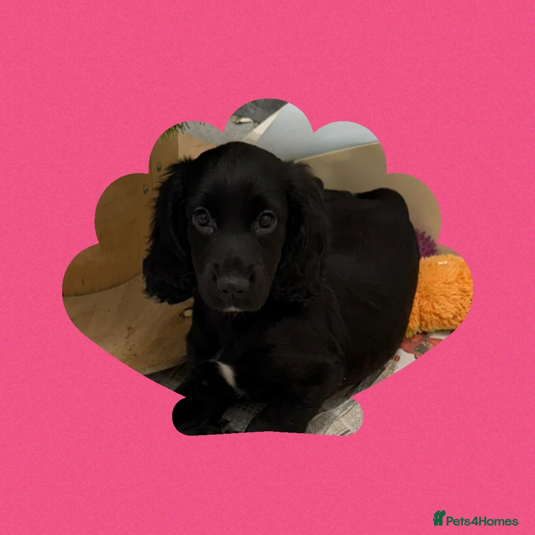 Cocker Spaniel dogs for sale: KC Registered Working Cocker Spaniels - Advert 1