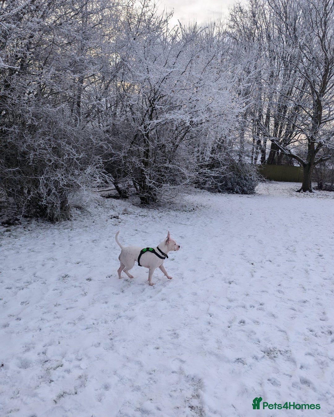 Mixed Breed dogs for sale: Bella needs a loving home  - Advert 6