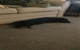 Mixed Breed dogs for sale: Beautiful 6 Month old Bulldach for sale  - Image 1