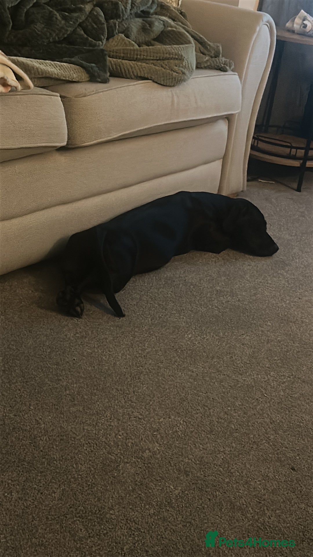 Mixed Breed dogs for sale: Beautiful 6 Month old Bulldach for sale  - Image 1