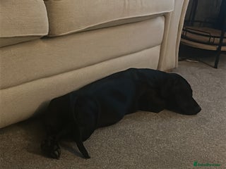 Mixed Breed dogs - Advert 2