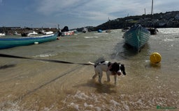 English Springer Spaniel dogs for sale: 5 month old female English springer spaniel  - Image 5