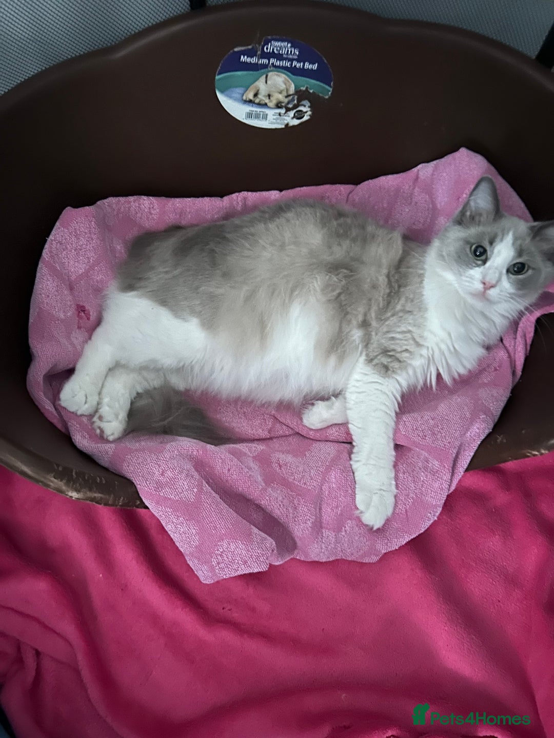 Ragdoll cats for sale: 2 ragdoll kittens - Image 7