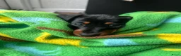 Miniature Dachshund dogs for sale: 🐾 MINIATURE DACHSHUND PUPPIES SHORT HAIRED - Advert 2