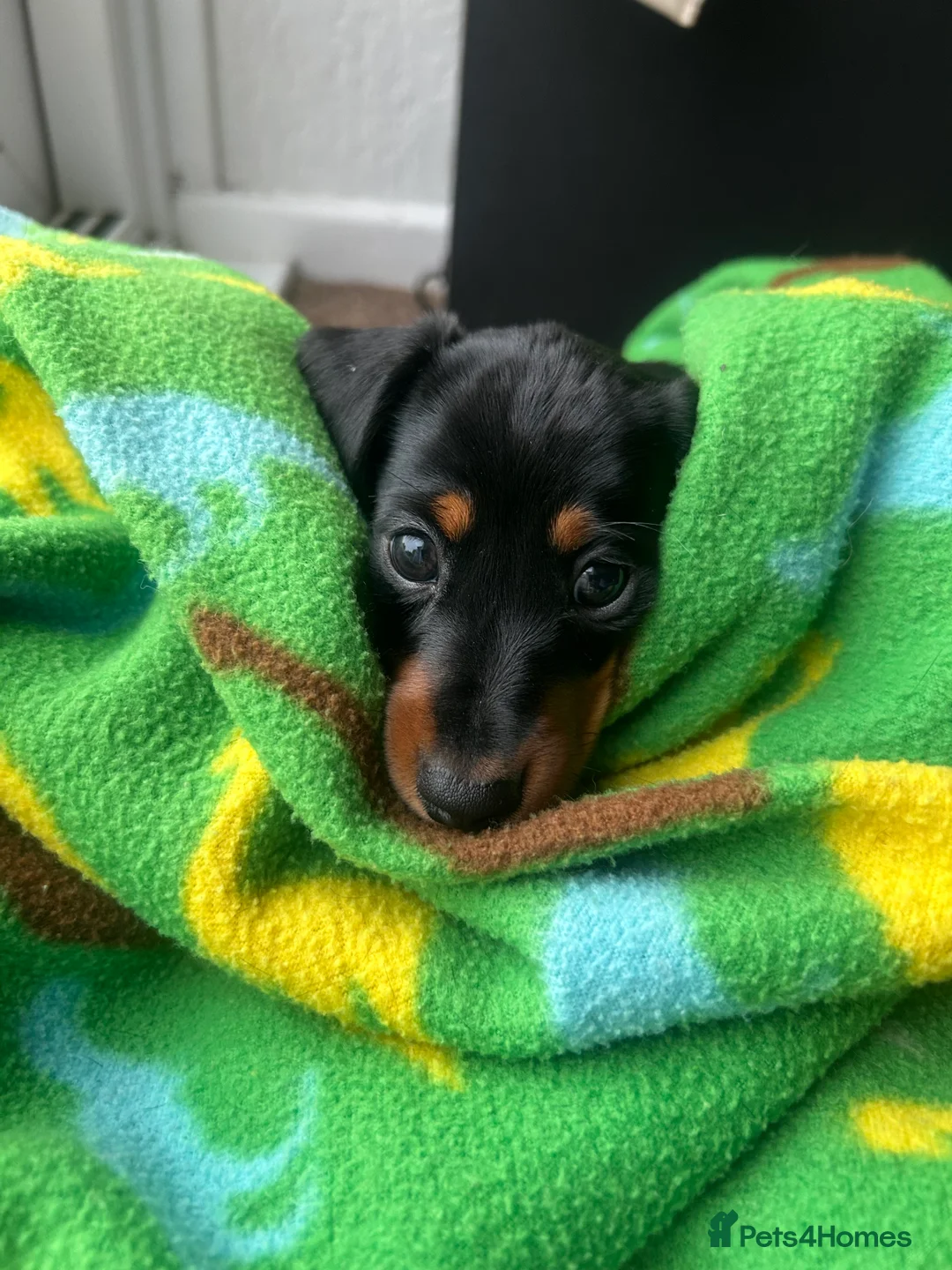 Miniature Dachshund dogs for sale: 🐾 MINIATURE DACHSHUND PUPPIES SHORT HAIRED - Advert 2