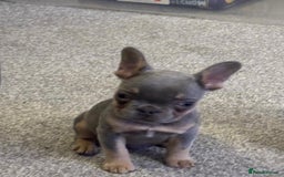 French Bulldog dogs for sale: Full KC French bulldogs puppies for sale - Image 2