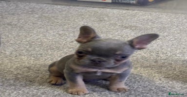 French Bulldog dogs - Advert 2