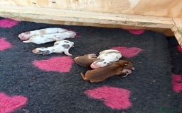 Cocker Spaniel dogs for sale: Cocker Spaniel Puppies - Image 5