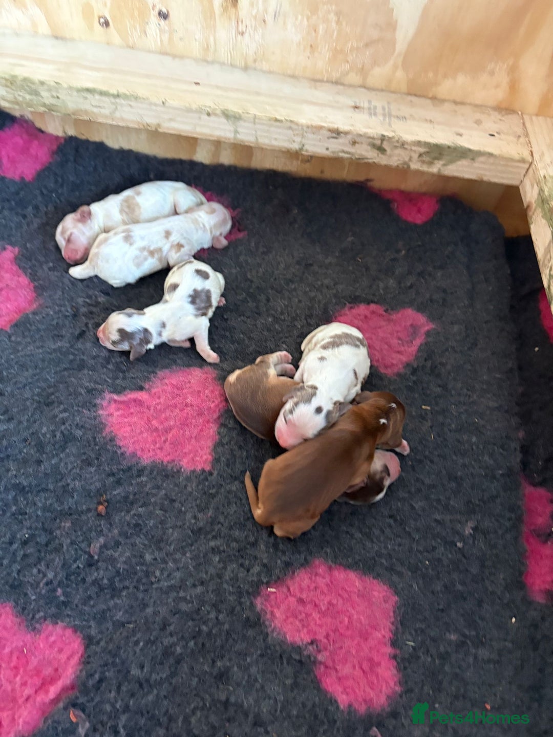 Cocker Spaniel dogs for sale: Cocker Spaniel Puppies - Image 5