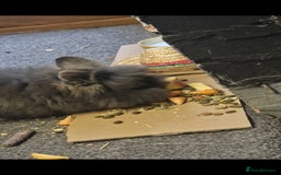 Lionhead rabbits for sale: Beautiful Purebred Lionhead  in Newark - Image 7