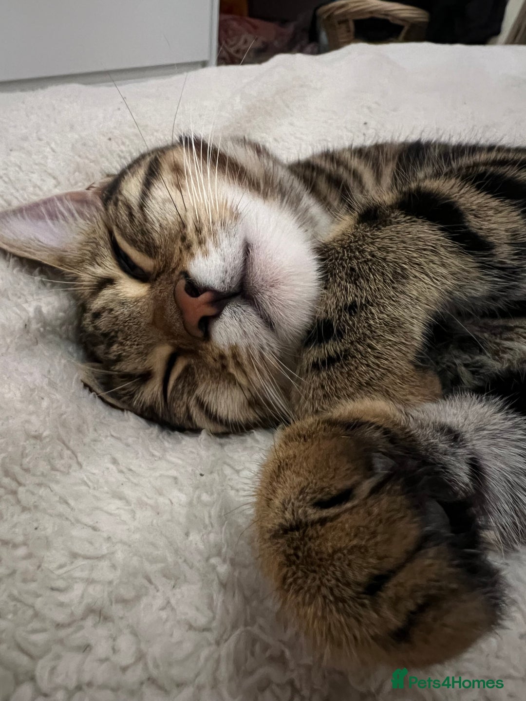 Bengal cats for sale: Female bengal kitten in London - Image 3