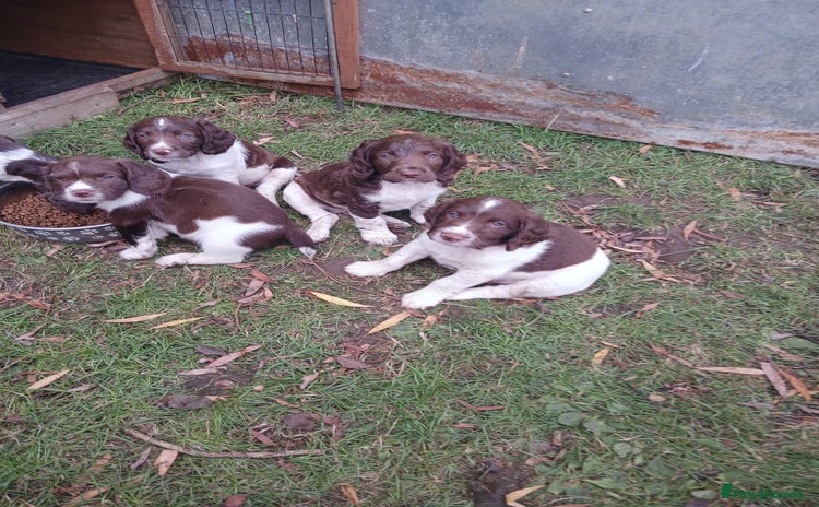 English Springer Spaniel dogs - Advert 5