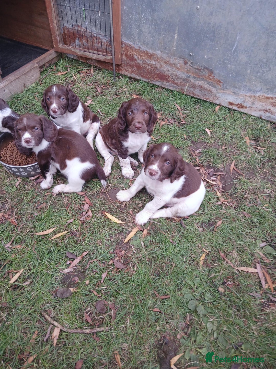 English Springer Spaniel dogs for sale: Stunning springer spaniel puppies for sale  - Image 1