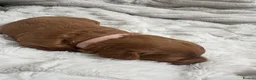Cavapoo dogs for sale: Beautiful F1B Red Cavapoo Puppies in Newcastle upon Tyne - Advert 21