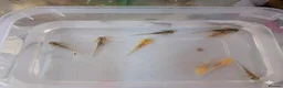 Axolotl reptiles for sale: Beautiful clutch of baby Axolotls  - Advert 1