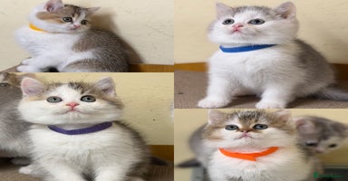 British Shorthair cats BSH tri- colour golden/blue/white kittens TICA - Advert 2