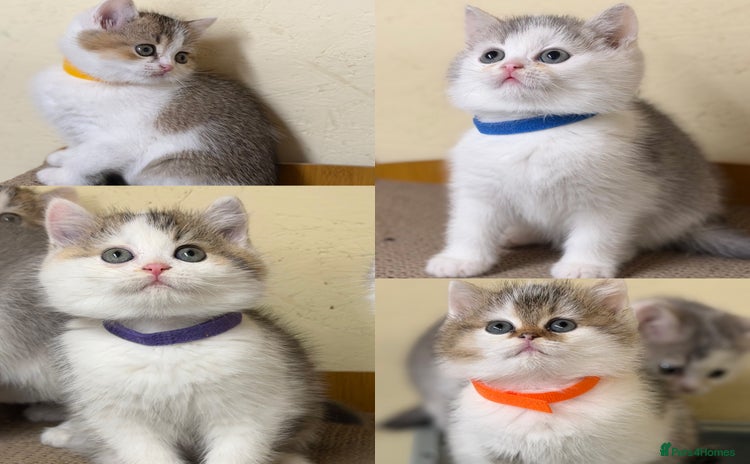 British Shorthair cats - Advert 4