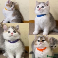 British Shorthair cats BSH tri- colour golden/blue/white kittens TICA - Advert 2