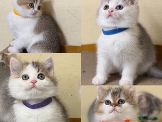 British Shorthair cats BSH tri- colour golden/blue/white kittens TICA - Advert 10
