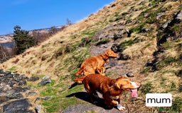 Cocker Spaniel dogs for sale: Stunning Working Cocker Spaniel Pups F1B  - Image 5