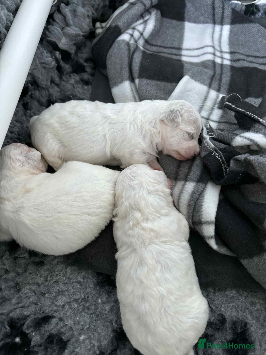 Bichon Frise dogs for sale: Beautiful bishon frise pups for sale - Advert 5