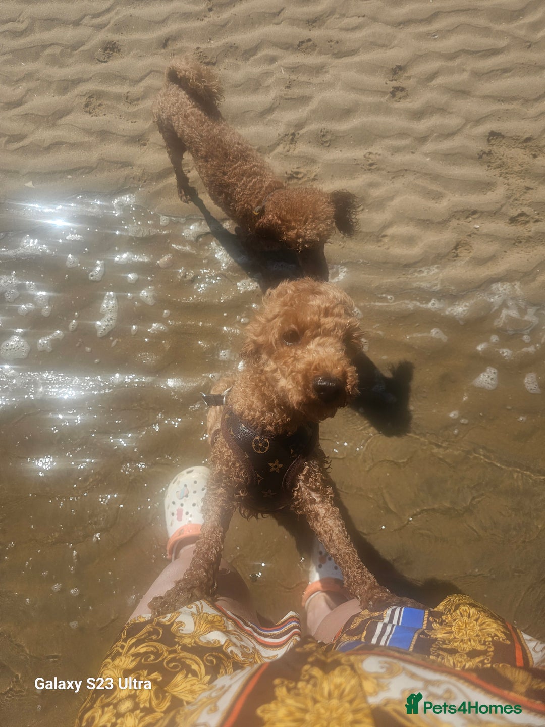 Toy Poodle dogs for sale: Toy poodle - Image 4