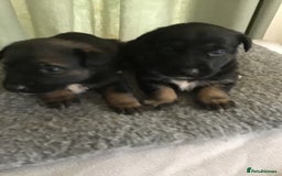 Mixed Breed dogs for sale: German cross Caucasian pups - Image 4
