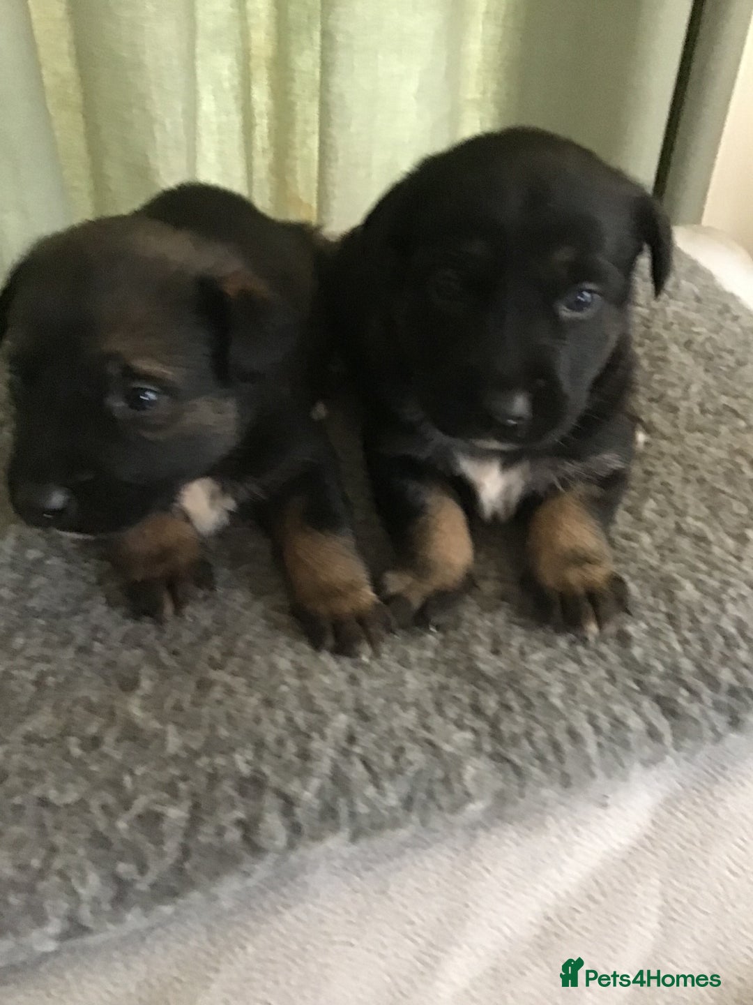 Mixed Breed dogs for sale: German cross Caucasian pups - Image 4