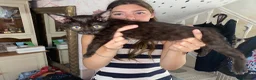 Mixed Breed cats for sale: Lovely friendly kittens Bengal x  - Advert 3